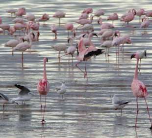 Flamingos am Lake Nakuru