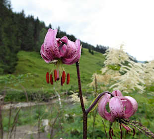Wandern Donnersbachwald