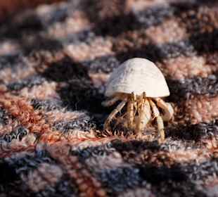 Бегаующая ракушка