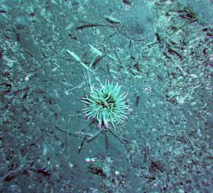 Seeanemone