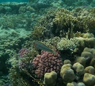 Schnorcheln Shark Bay