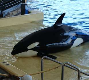 Orca-Show