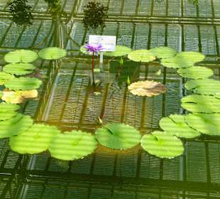 Botanischer Garten München