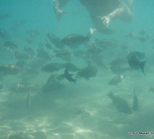 Fische direkt am Strand