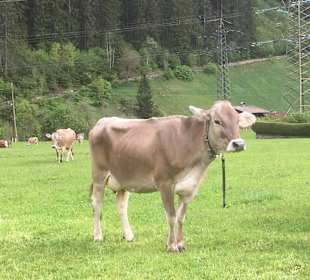 Wandern Ahorn Mayrhofen