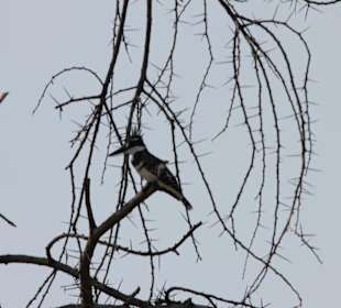 Eisvogel