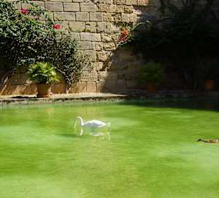 Kathedrale der Heiligen Maria 'La Seu' Garten