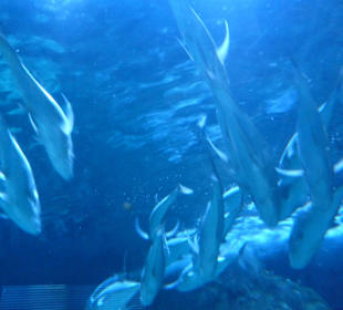Acuario
