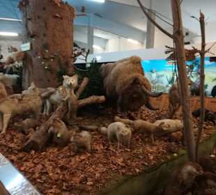 Blick ins Tiermuseum