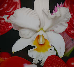 Eine herrliche Orchidee aus Kolumbien / Max Quinn