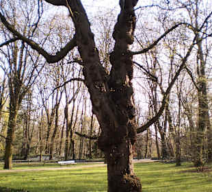 Łazienki Królewskie