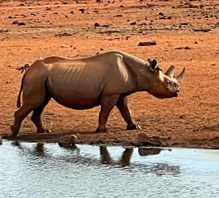 Spitzmaulnashorn Tsavo West