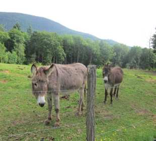Ferme du Hungerplatz