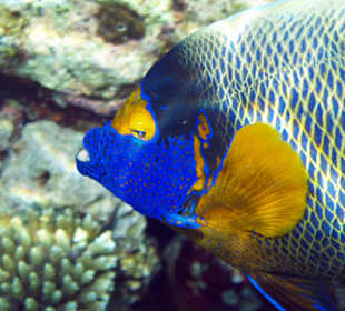 Blaukopf Kaiserfisch