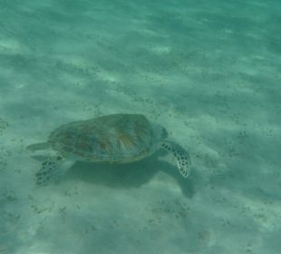 Viele Meeresbewohner