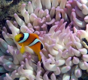 Kleiner Anemonenfisch