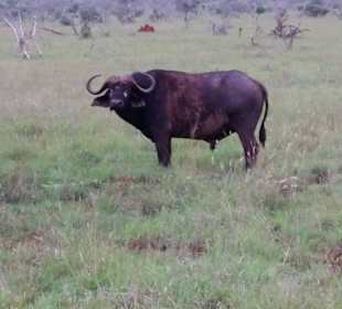 Sarova Salt Lick Game Lodge