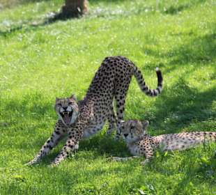 Gepard