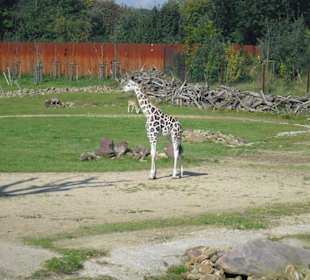 Giraffe in der Savanne...