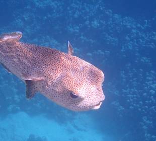 Beim Schnorcheln am Riff