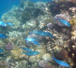 Schnorcheltraum Lahami Bay