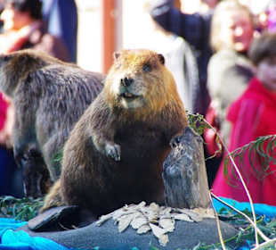 Bund Naturschutz Festwagen Biber