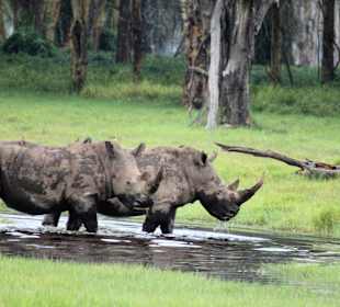 Lake Nakuru Nationalpark