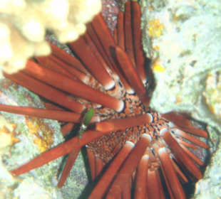 Griffelseeigel am Hausriff  Grand Hotel Sharm