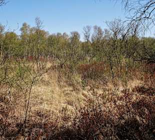 Impressionen aus der Gellener Torfmöörte