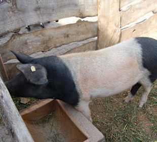 Schwein gehabt