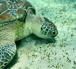 Schnorcheln Marsa Alam