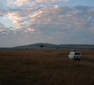 Morgendliche Safari Stimmung 