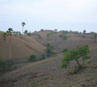 Landschaft auf Rinca