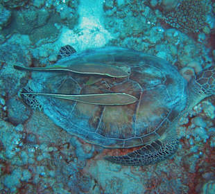 Schildkröte mit Schiffshalter