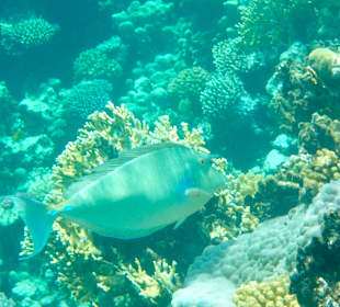 Schnorcheln Makadi Bay