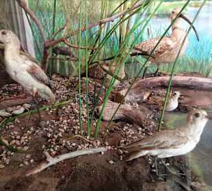 Vögel der Insel La Réunion