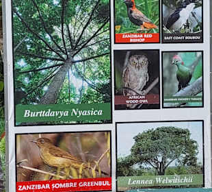 Jozani ein UNESCO - Weltkulturerbe