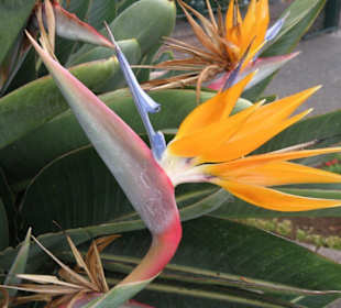 Paradiesvogelblume - Strelitzie