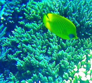 Delphintour Dezember 2010