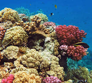 Schnorcheln am Hausriff
