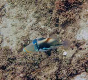 Schnorcheln Kadavu Island