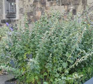 Im Karlsgarten beim Aachener Rathaus