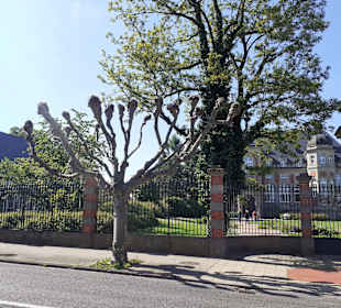 Schloss Utzschneider in Sarreguemines