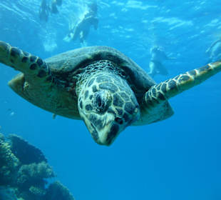 Delfine-Joseph Mogli`s Freunde