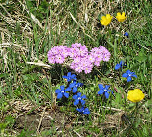 Wunderschöne Farbenbracht der Bergblumen