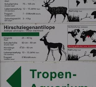 Beschreibung zu den Antilopen