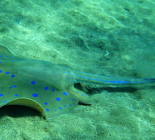 Trnucha modroskvrnná (Taeniura lymma)