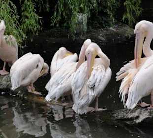 Zoologischer Garten 2016