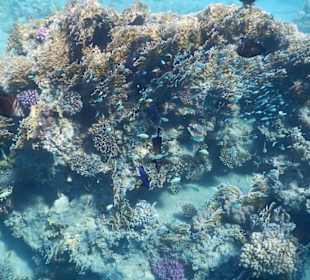 Fische im hauseigenen Riff