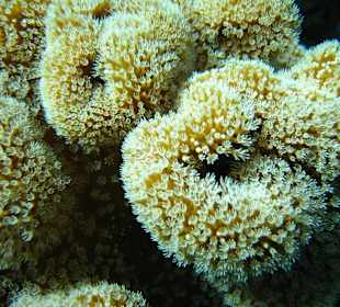 Anemone